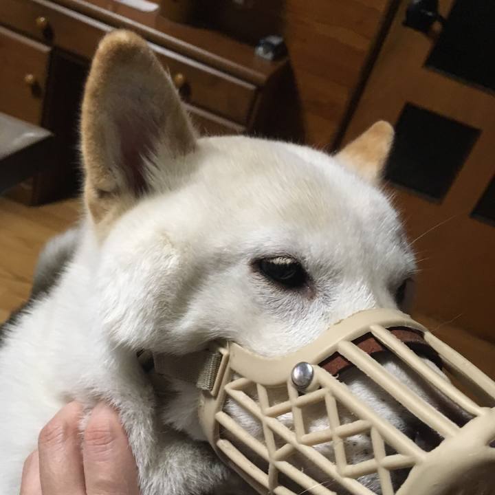 1826f65d 82dc 4dec b615 bcc0bc4f576e 1544695434699