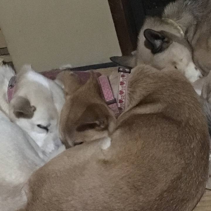 18277492 a4c4 4c20 adab fd380cce6472 1511145791991