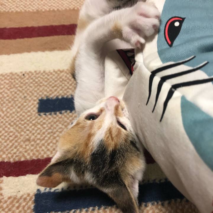 18280526 3b1b 435f b541 8df3f158f417 1563284374938