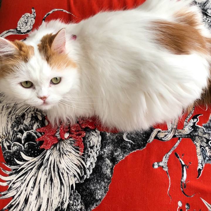 182c9537 83a3 4402 9a23 2c164ad71d32 1763093130991