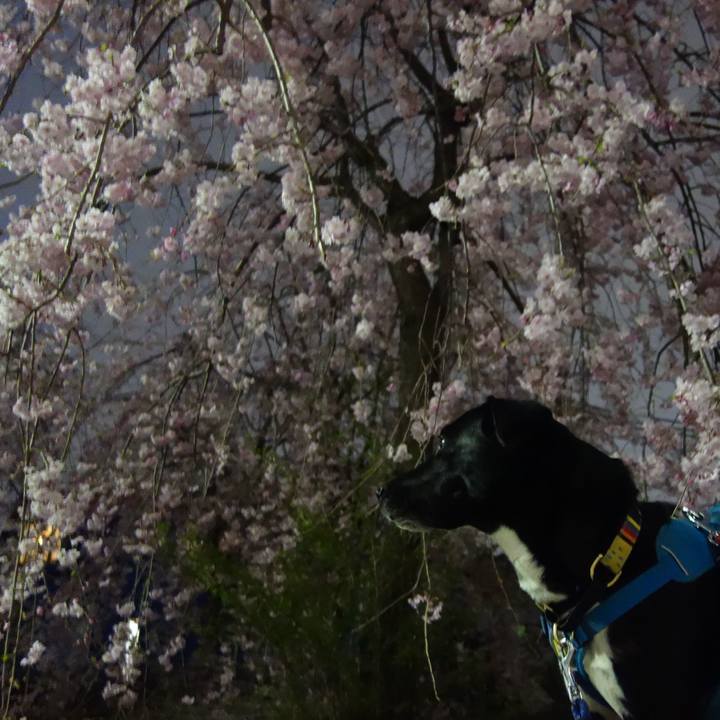 182d60cc ed78 4da7 84c0 699aa6adc5c4 1617099458317