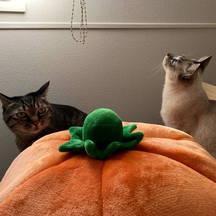 182dac3d dadd 49b4 9f61 fb86da092b17 1605313296491