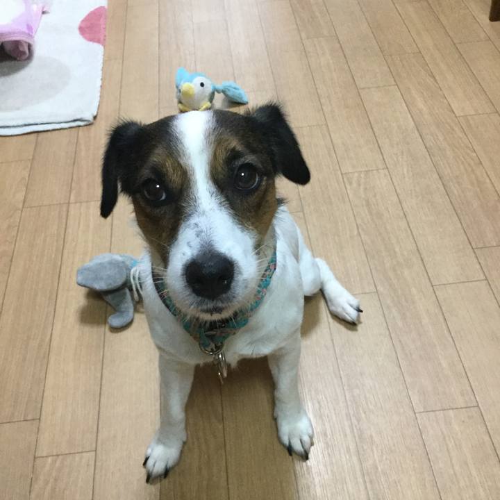 18311613 5c37 425e 8571 3ed3c7bde1c1 1508891120957