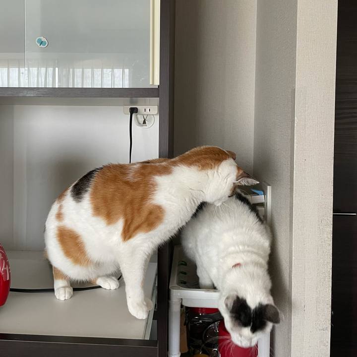 18336436 104d 4615 bc2b e399e68d4bd6 1624246196555