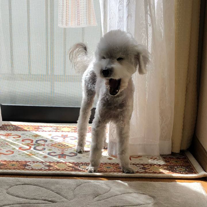 1833ed9d 0954 48a3 9883 7be9e793ab01 1621989652740