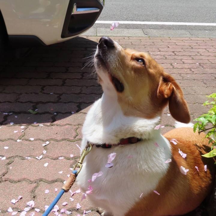 1833efb1 2163 4728 9cdd 514280567bb2 1618495714347