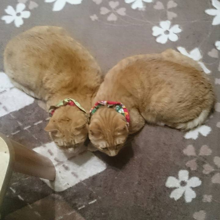 18346a85 46de 4b27 99e1 03342e17a7a9 1521686209982