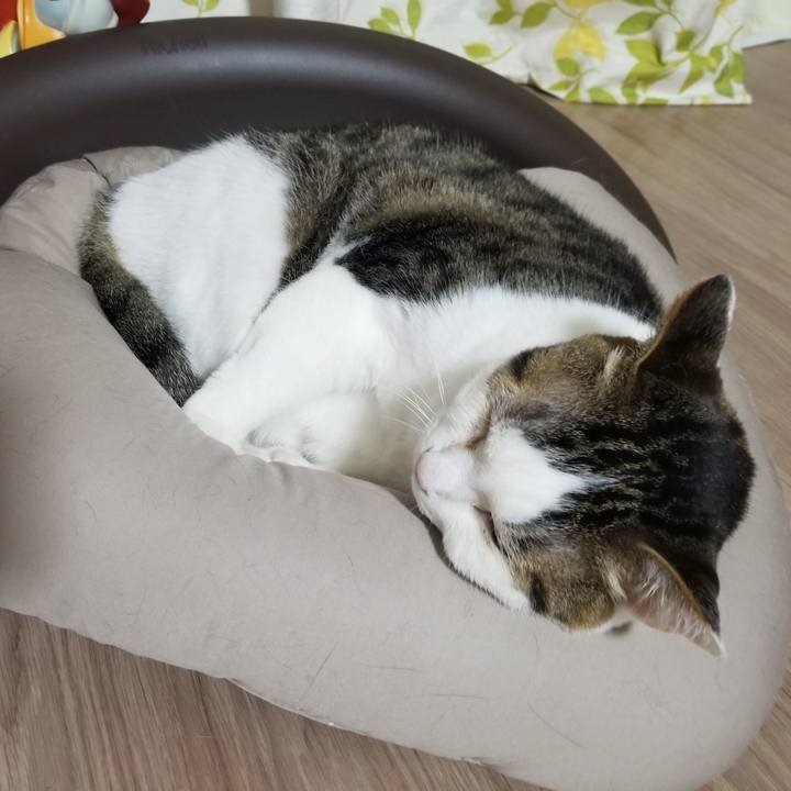 1835f6b4 f4bc 4f21 8b74 d1b2e7370534 1618316496788