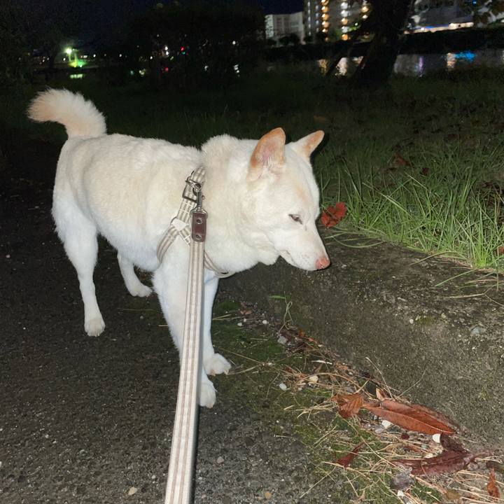 1839e5f7 599e 4cff 80dd d6253582ad52 1635171437231