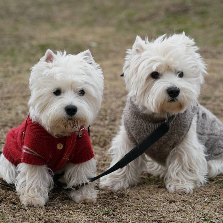 183b7dc1 4aeb 4f35 bfbc 39593327529f 1520591979420