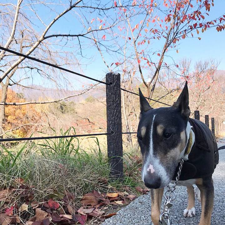 183e170f 98c7 4c5f 9a0d 69e86ba96431 1510905769566