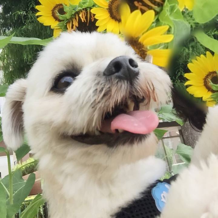 183e5c2a be3f 4ca7 a414 74f6e63dd48d 1532684965503