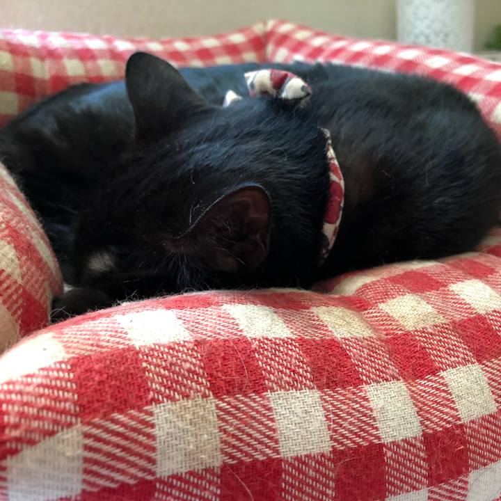 183f4a99 0899 4ed3 b394 eee977e54616 1597701337803