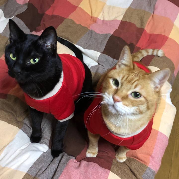 183f71dc 48a4 4488 9e93 7d83a811179e 1733003132060