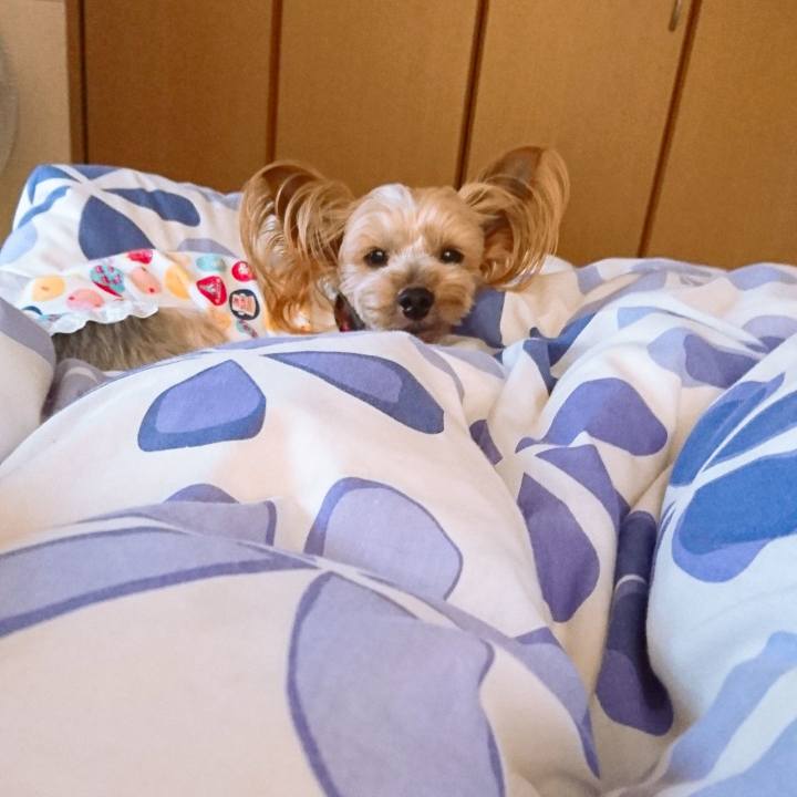 183fe409 2815 4a31 8537 89cfdce40bd3 1560034440208