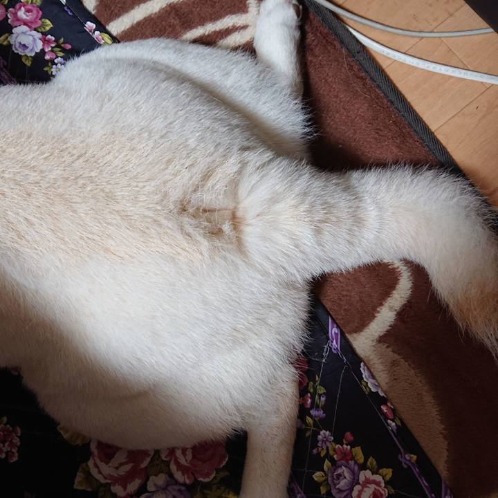 18442ca7 c8a4 4f82 bd31 78ecc3f31d90 1587119884468