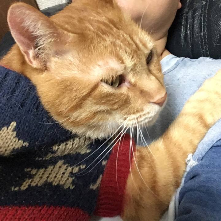 18452a8d c169 4fd5 a7d5 6e9366dff387 1543490439558