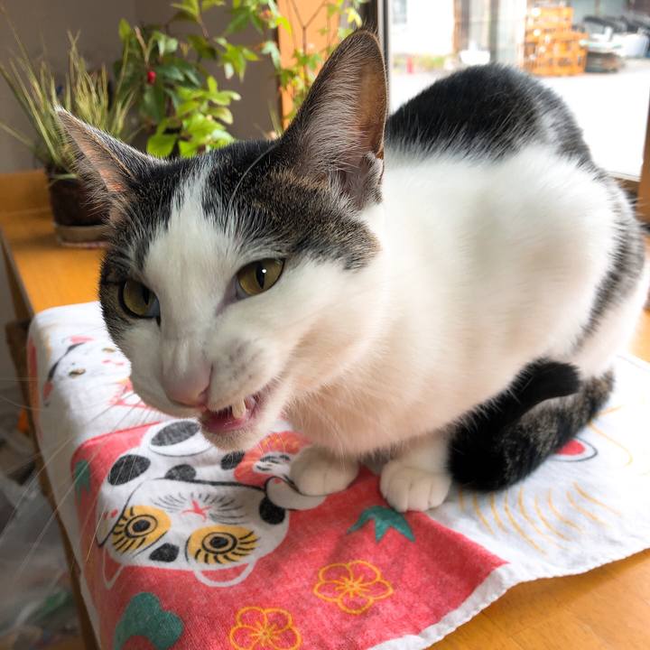 18471a88 9f88 4e98 adcd b973923703f2 1620343310940