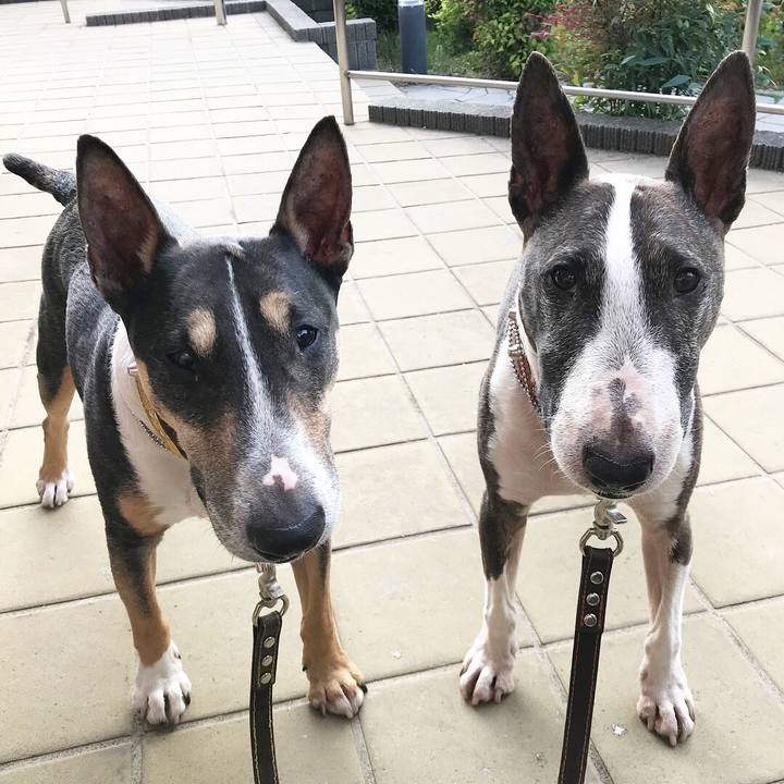 18471ed0 8972 4dbb a8e2 ffb4a290b784 1527931154419