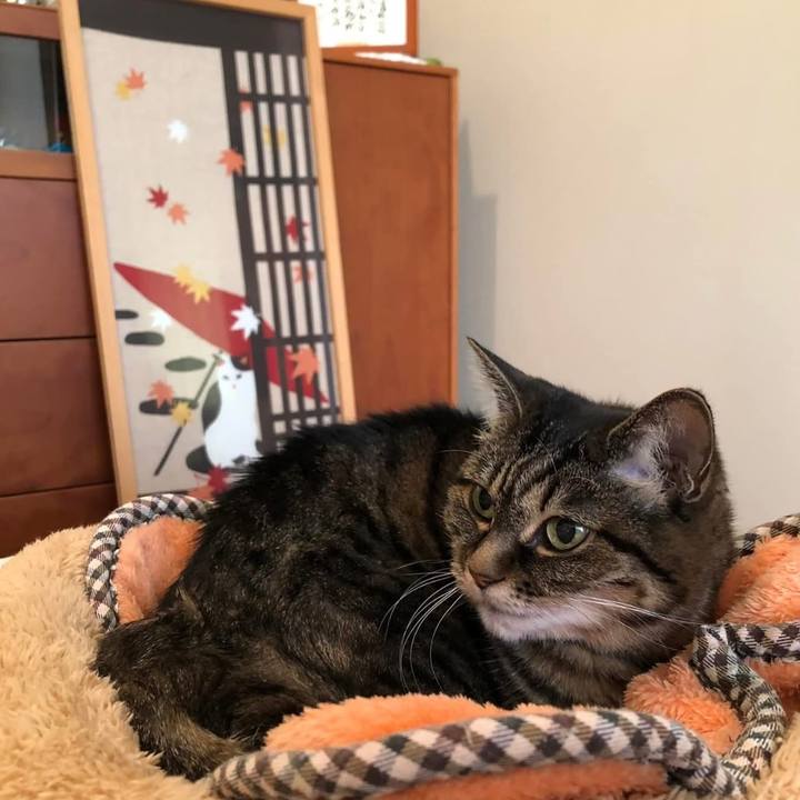 184a6b8a cbeb 4b26 87f3 b591e1abce04 1763468922205