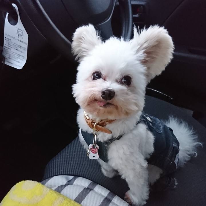 184a8d5d 6204 4f55 be23 8347775bf054 1543140277959