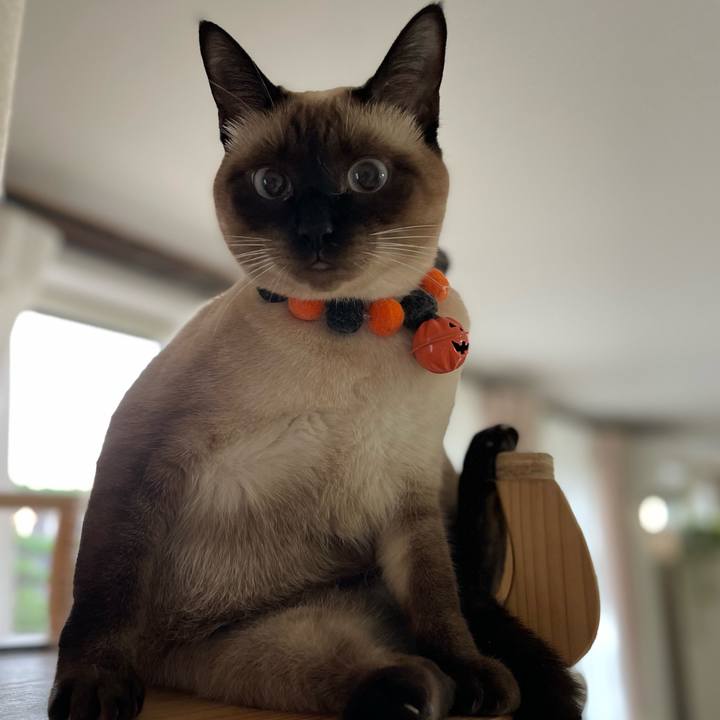 184d00f6 f288 407f 96a3 309bfdf385a3 1727558294457