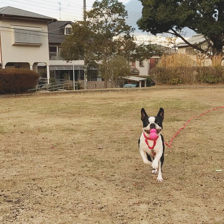 184d600a 7baf 4052 97e7 93e4099216ec 1512785828295