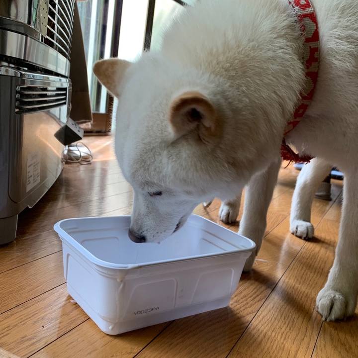 184f5afe a58a 4ff9 919a 6c4fca3530cd 1560373687030