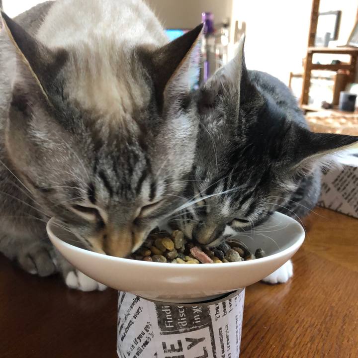 184feb3c c439 401a a4f3 78686b0fcfe5 1638868634270