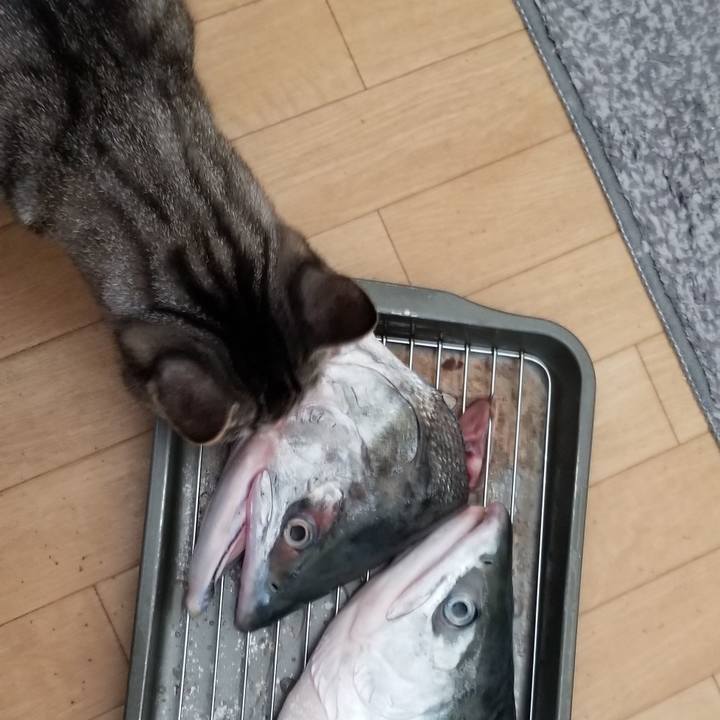 1853bcc1 4c53 4feb 9c63 f0e53abbfd2d 1693829410096