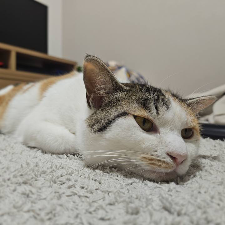 185412f4 62d9 409e bffa 3fcb742b3ff4 1770804784816