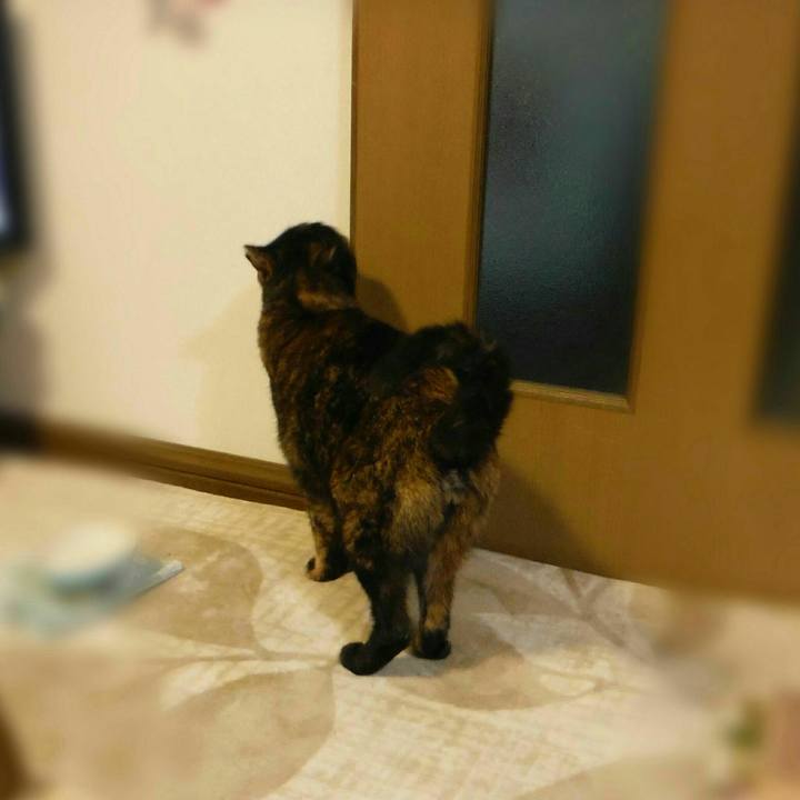 1854d990 a96f 442a b0df 6c422ea0c4a3 1522798256218