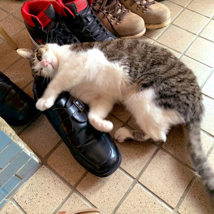 185684eb e9bd 4271 85e8 3638ea26b70d 1556842074843