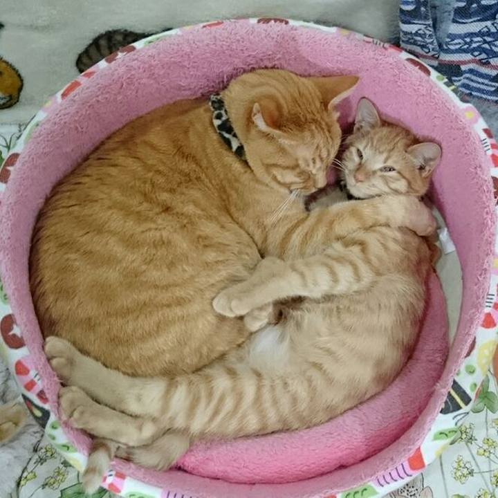 1858181b 8fcf 4d5d af66 88fc693daafc 1543735665666