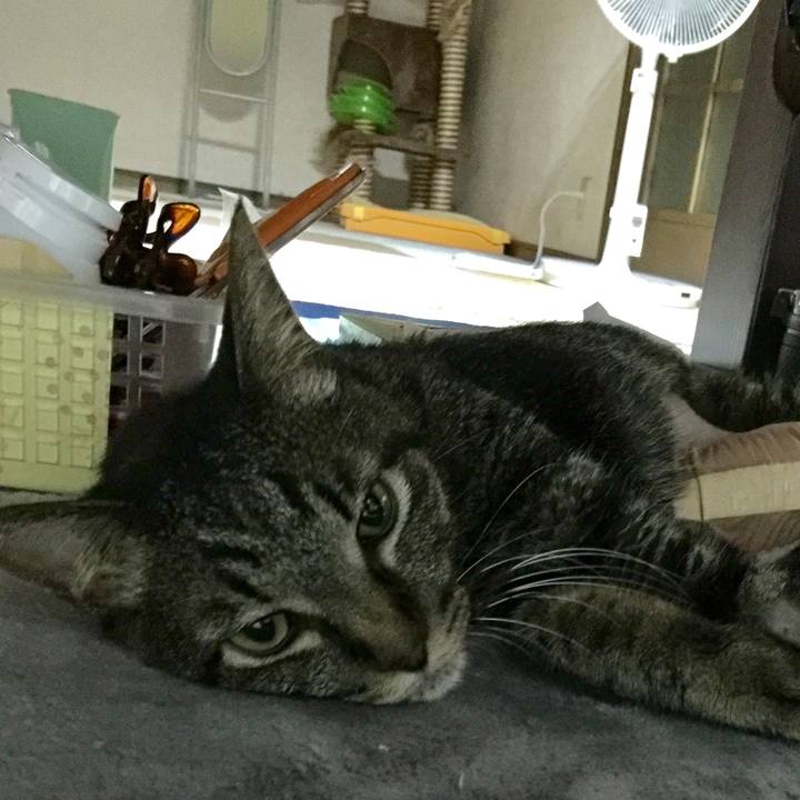 18595796 019d 4831 8f52 2e0328ac3ddc 1534157672788