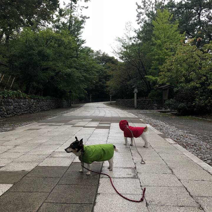 185e335d f10a 4302 a860 fadc13343a2e 1539214229560