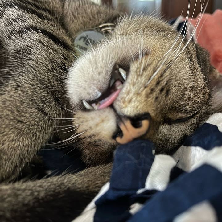 185e83ce 2f97 45da a30f e07342ab761f 1761743628876