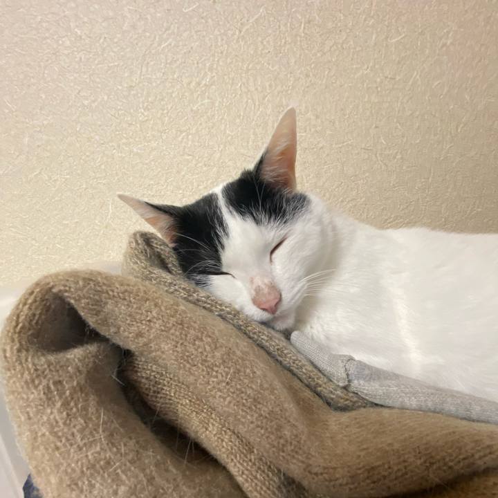 1861f681 a8c7 43aa ad81 e81c3f893242 1621295420530