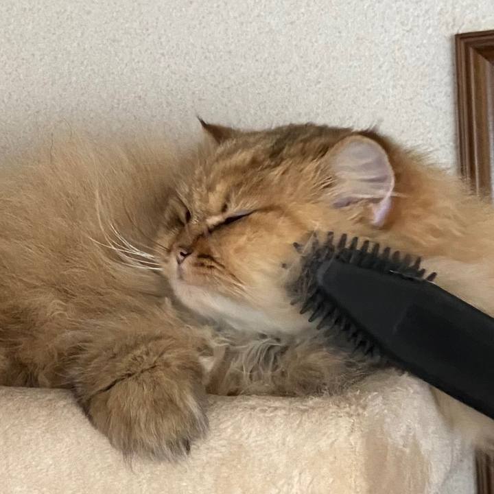 1862cf03 c279 4626 927b e99113854089 1617510946554