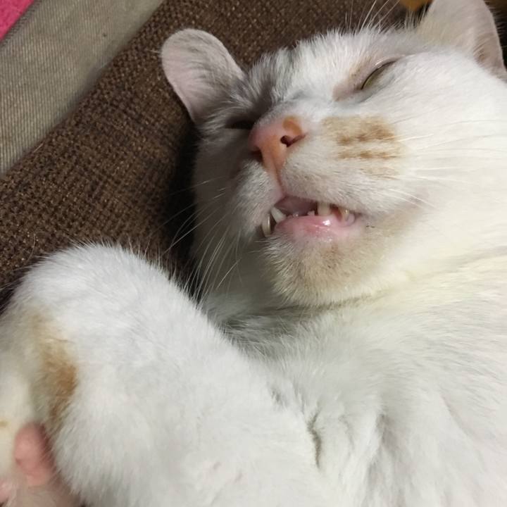 18636af0 49a7 4dde 8e4a af994f2a692f 1563667736578