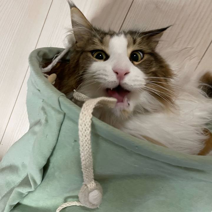 1866fe8b ce38 47fe abf4 5c41ad28958a 1684785936975