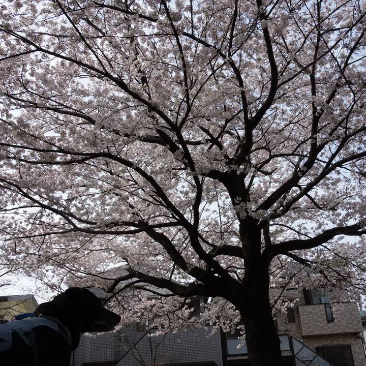 18685cea 33f5 4024 bd83 24857578627c 1712539798600