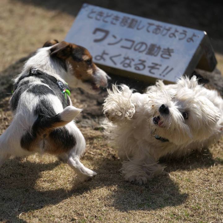 1868f5da 3a84 4b37 9099 77dce404ff4c 1517098909728