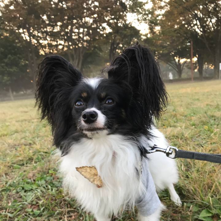 186a1044 c3d3 41bd 90b0 e699422612fb 1509579758725