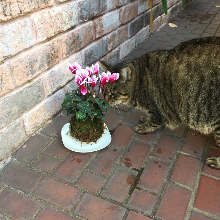 186d7ff4 c0b8 478d 9050 ba2024a1e34c 1509596573186