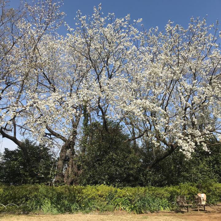 186d8c8d f4f4 4dac 9a4e ec0c598b603b 1584791120953