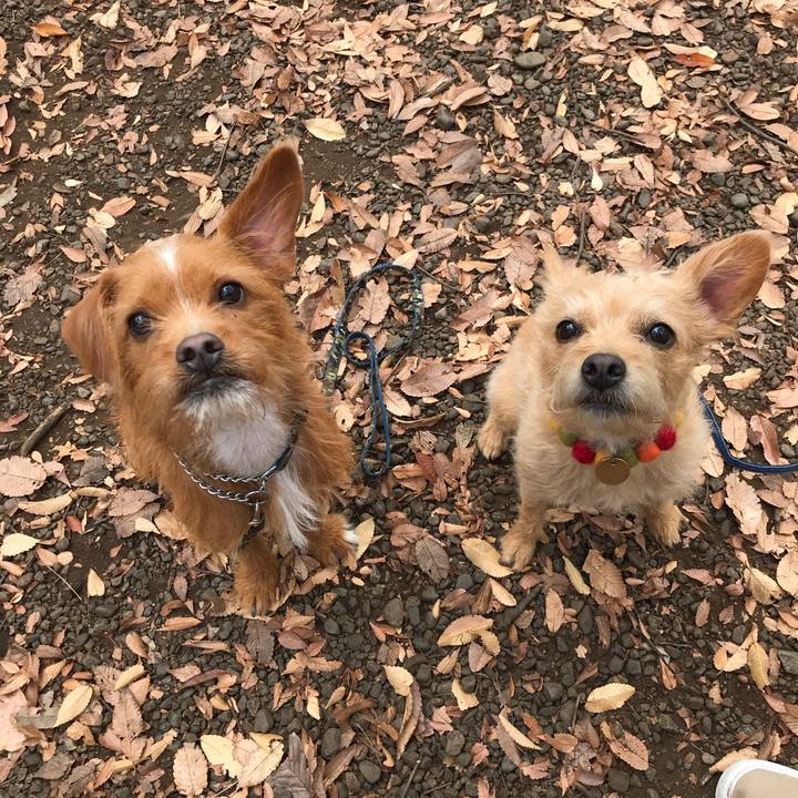 186d93d9 1e9a 4299 b19d 4aee78ea2784 1543322557177