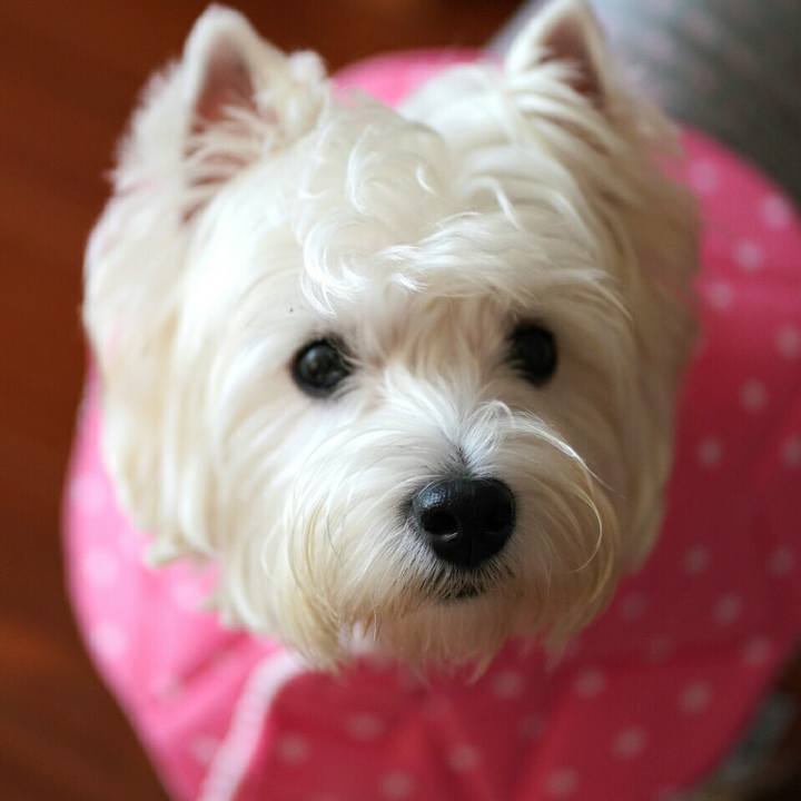 18737a26 19f9 46bb 8c71 34369edb61fa 1513074856975