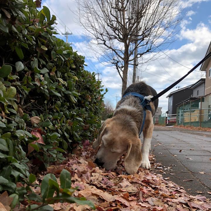 1873d535 ae06 4c58 be60 7964733b067c 1607505826854