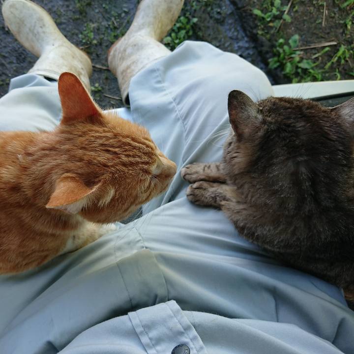 187b0394 c730 49ff bd6e 2cf5ba4b24a3 1594887683663